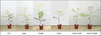 Physiological response and molecular regulatory mechanism reveal a positive role of nitric oxide and hydrogen sulfide applications in salt tolerance of Cyclocarya paliurus
